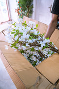 Dogwood flower